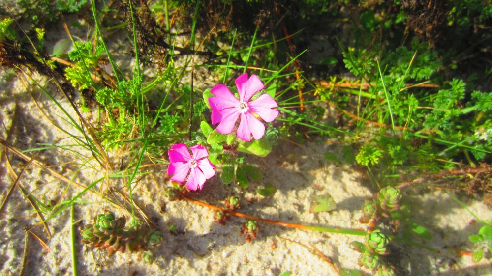 Meerviole