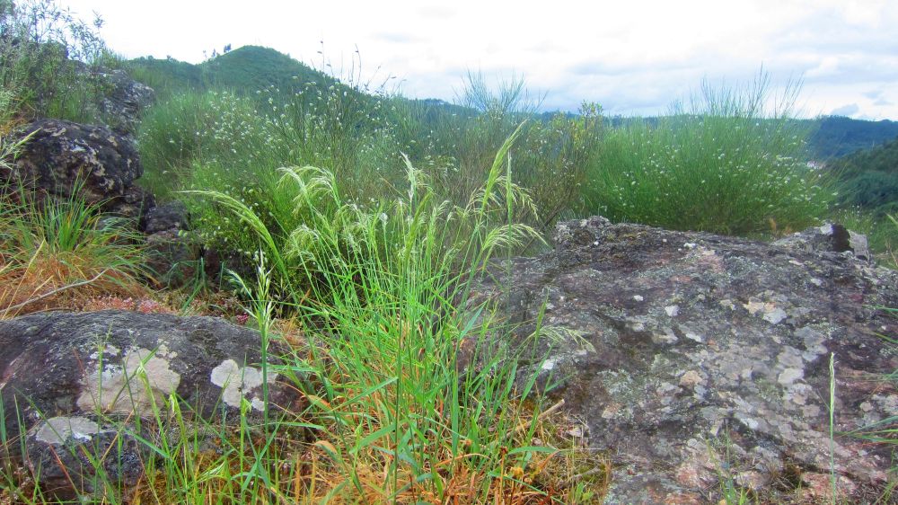 Gras + Ginster