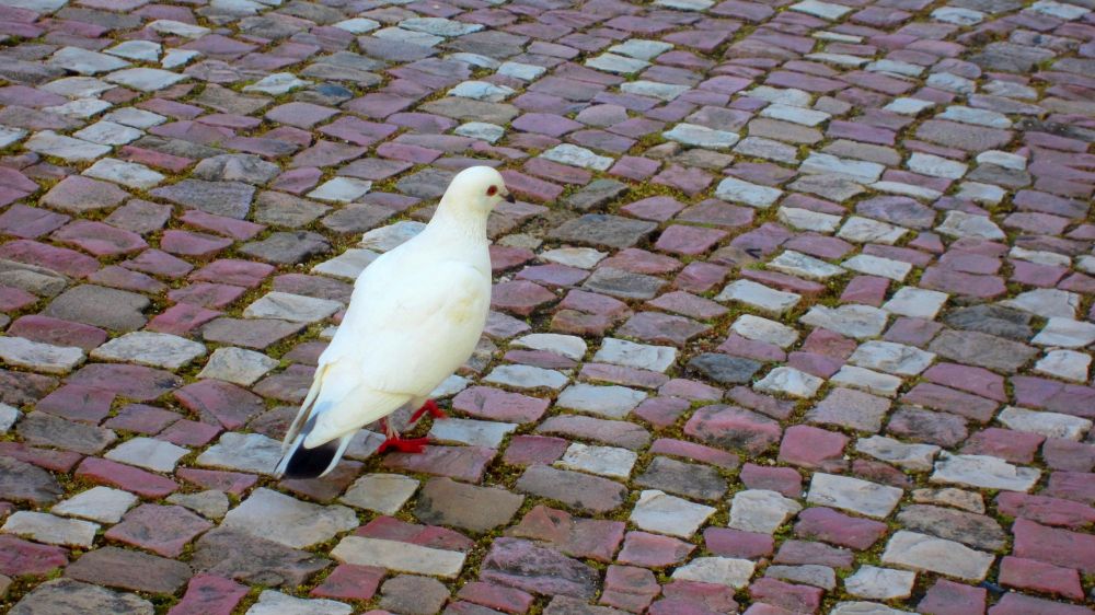 Taube