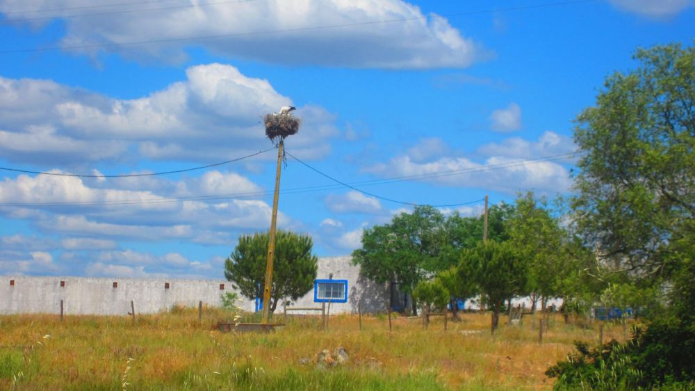 Storchennest