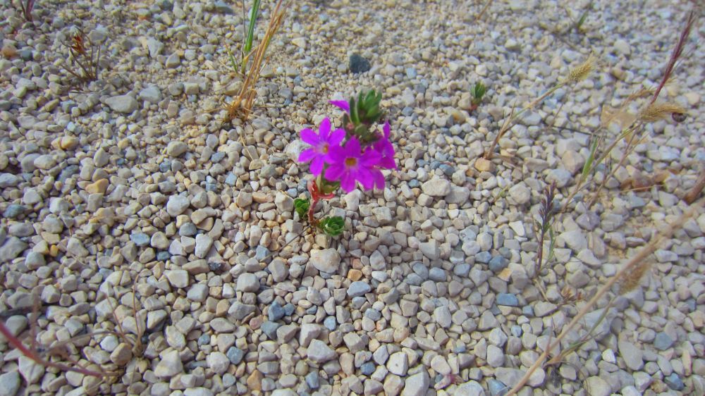 Strandviole