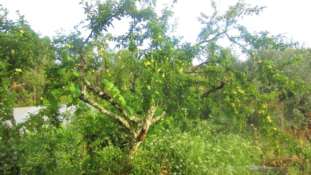 gelbe Pflaumen