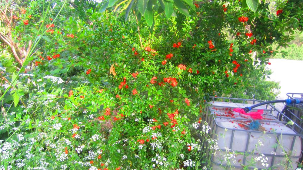 Granatapfelbaum