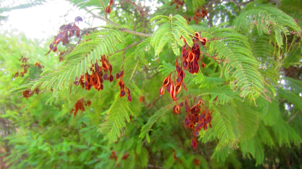 Mimose