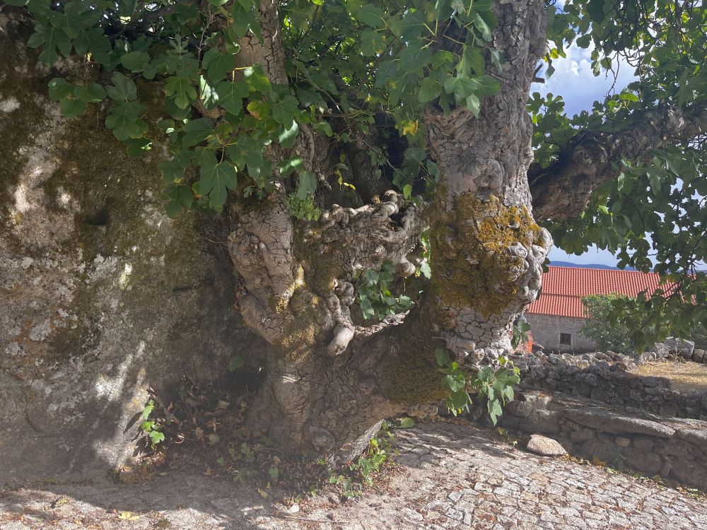 Feigenbaum