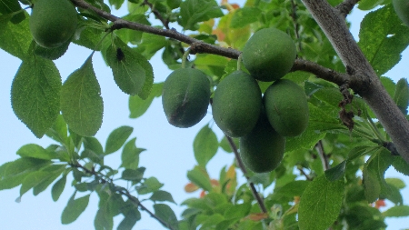 Aprikosen