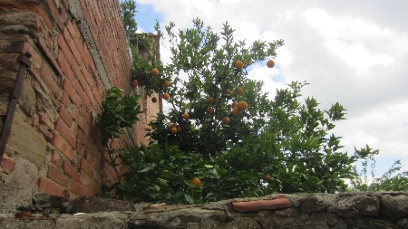 Vinci_Orangenbaum