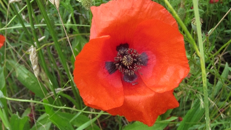 Mohn