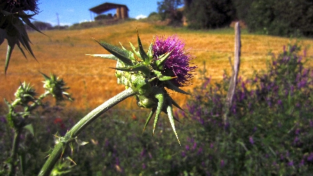 Tuscania_Distel