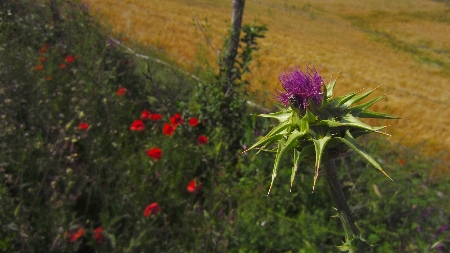 Tuscania_Distel