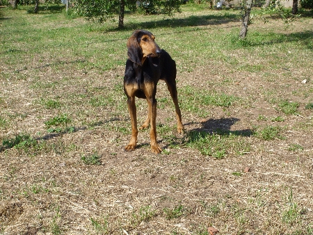 Tuscania_Dackel_auf_Stelzen