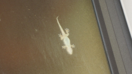 Massarosa_Eisdiele_Gecko