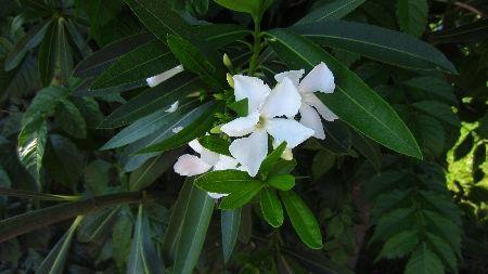 Oleander
