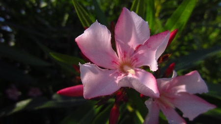 Oleander