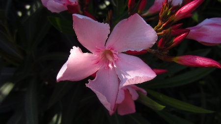 Oleander
