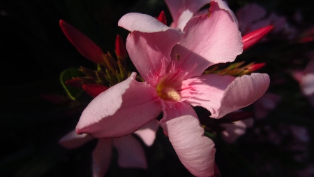 Oleander