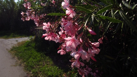 Oleander