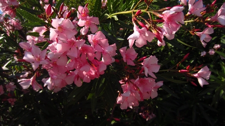 Oleander