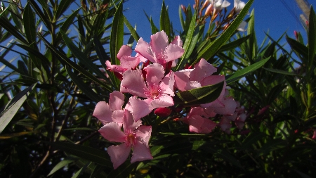Oleander
