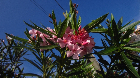 Oleander