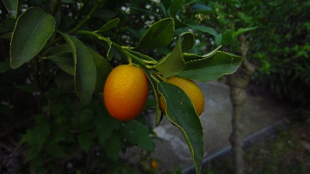 Kumquat