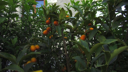 Kumquats