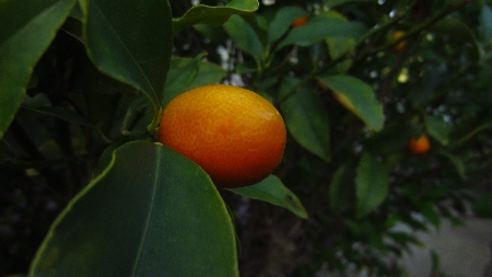 Kumquat
