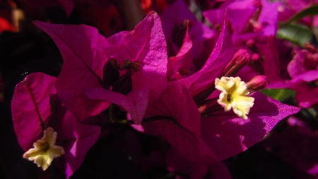 Bougainvillea