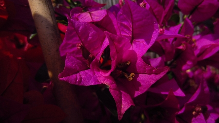 Bougainvillea