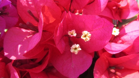 Bougainvillea