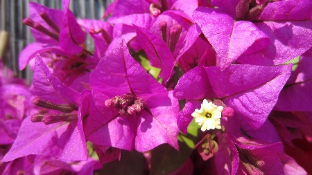 Bougainvillea