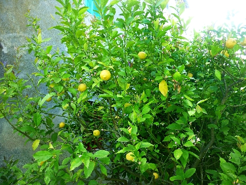 Zitronenbusch