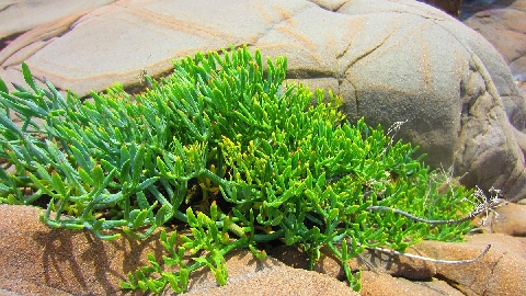 Livorno_Klippe