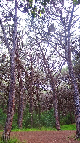 Livorno_Klippe