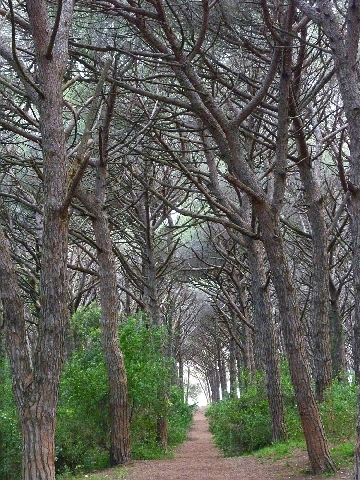 Livorno_Klippe