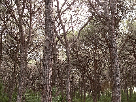 Livorno_Klippe
