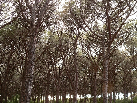 Livorno_Klippe