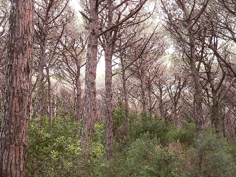 Livorno_Klippe