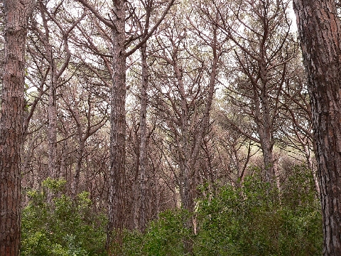 Livorno_Klippe