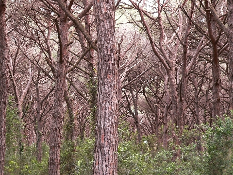 Livorno_Klippe