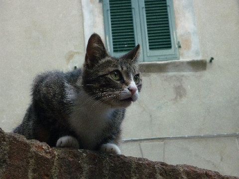 Katze