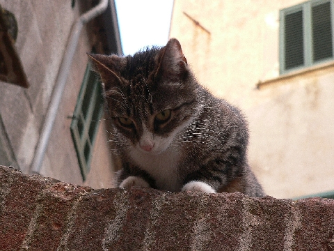 Katze