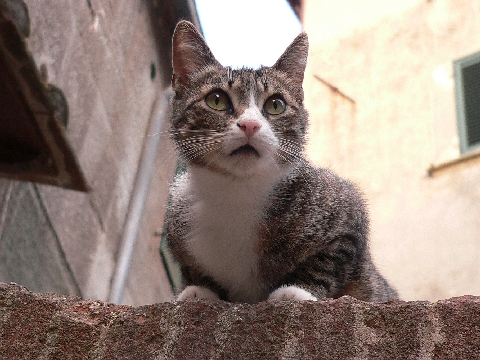 Katze