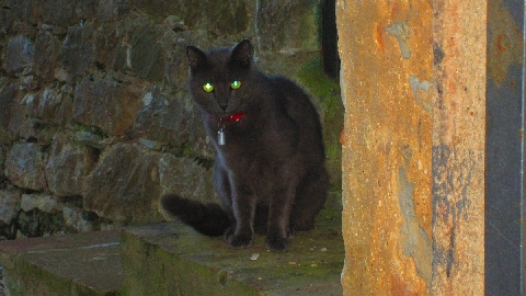 Katze