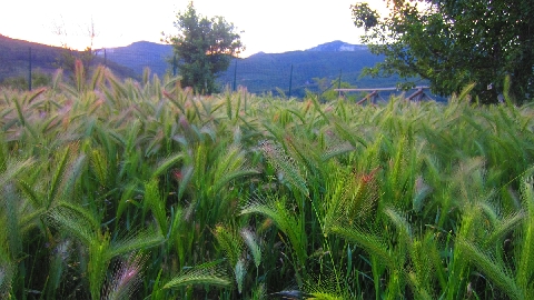 Wiese