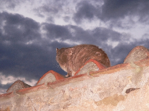 Auf_der_Mauer