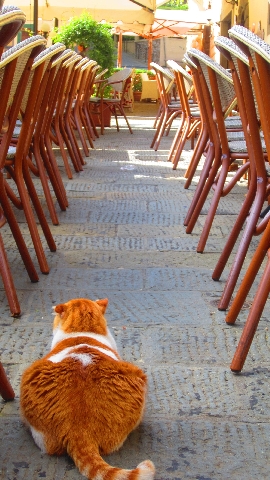 Katze