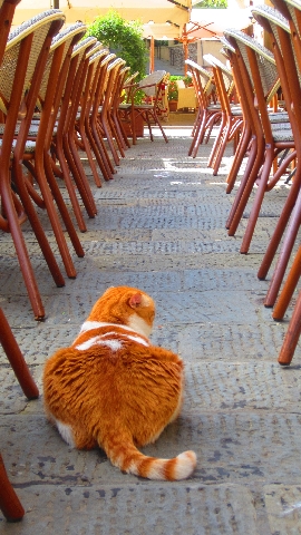 Katze