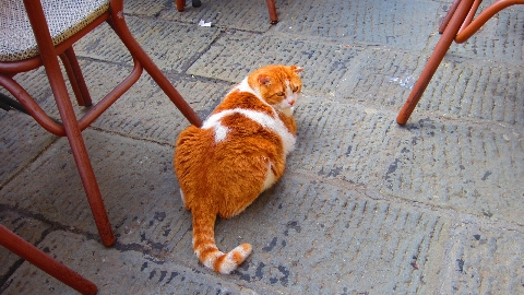 Katze