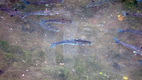 Fische
